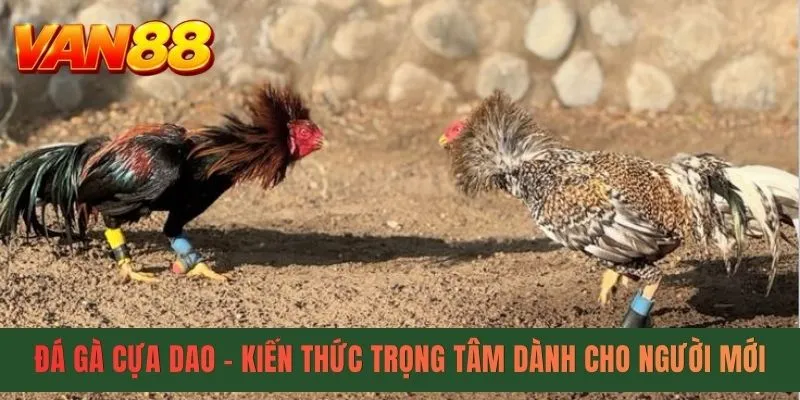 Đá Gà Cựa Dao - Kiến Thức Trọng Tâm Dành Cho Người Mới
